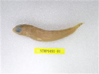 藏品(圓擬鱸)的圖片